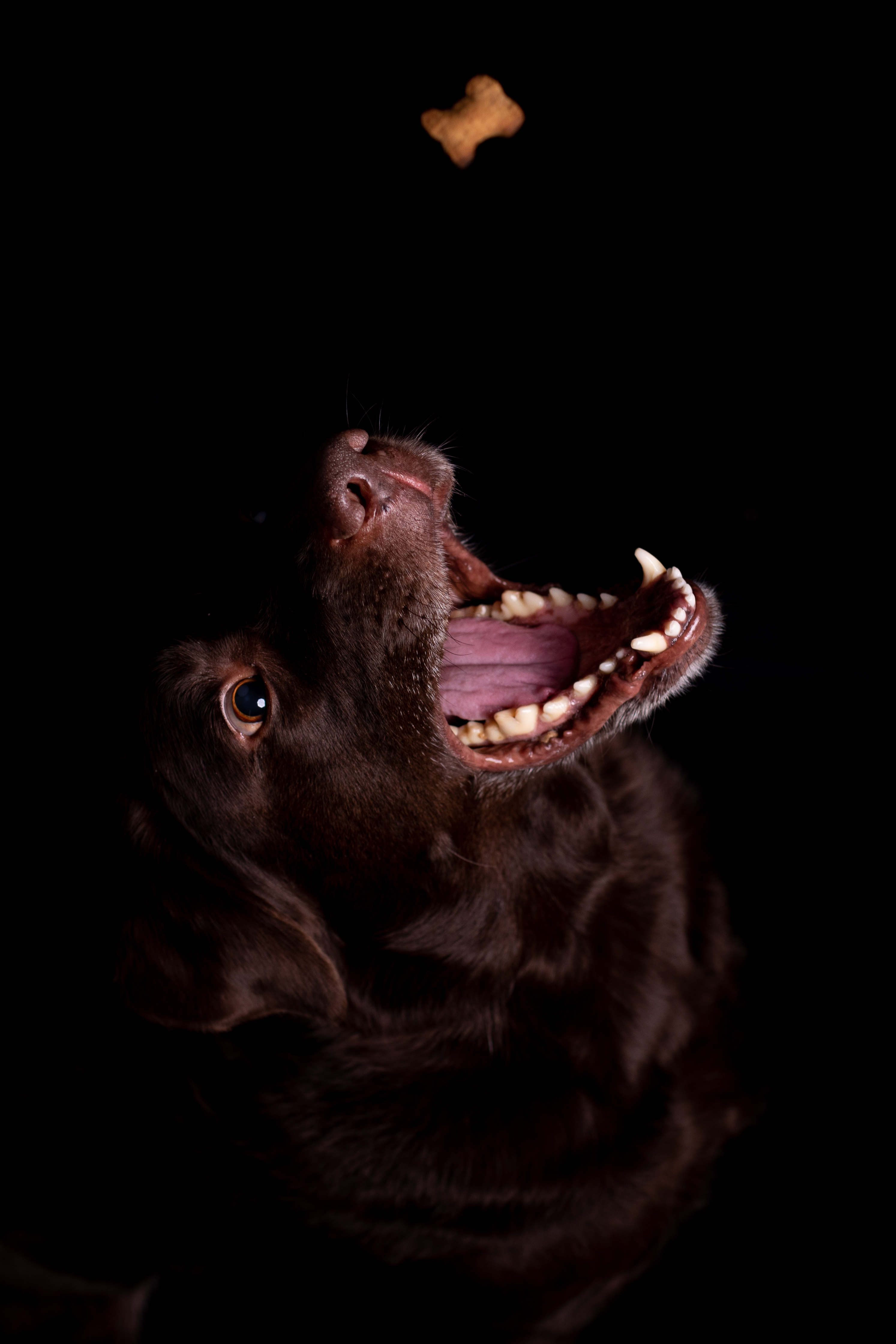 Hundefutter Produktfoto